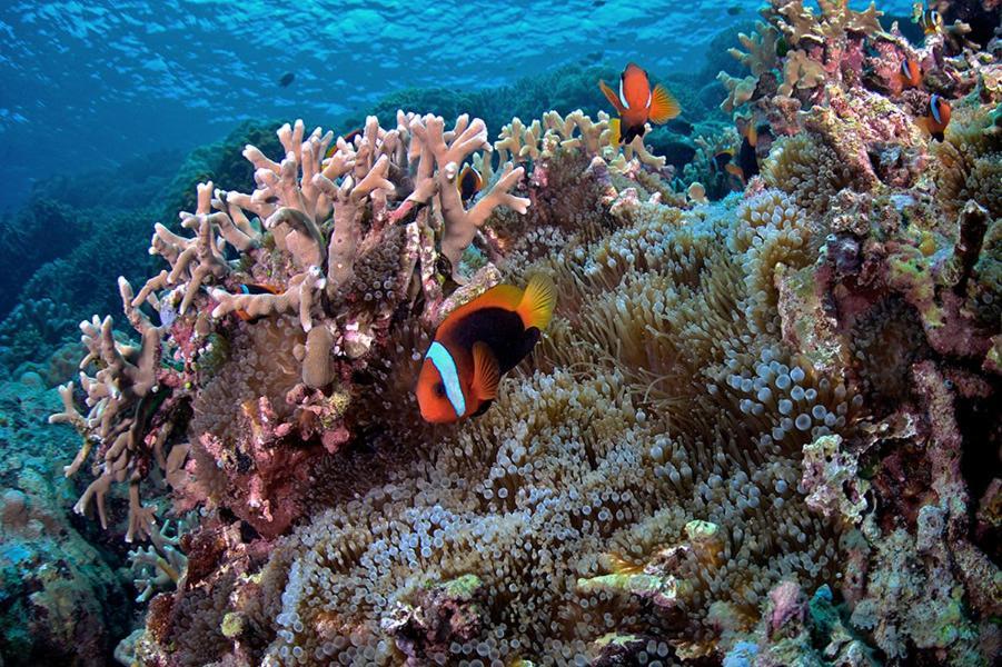 Guesthouse The 4 Fish Manado Ngoại thất bức ảnh
