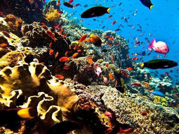 Guesthouse The 4 Fish Manado Ngoại thất bức ảnh